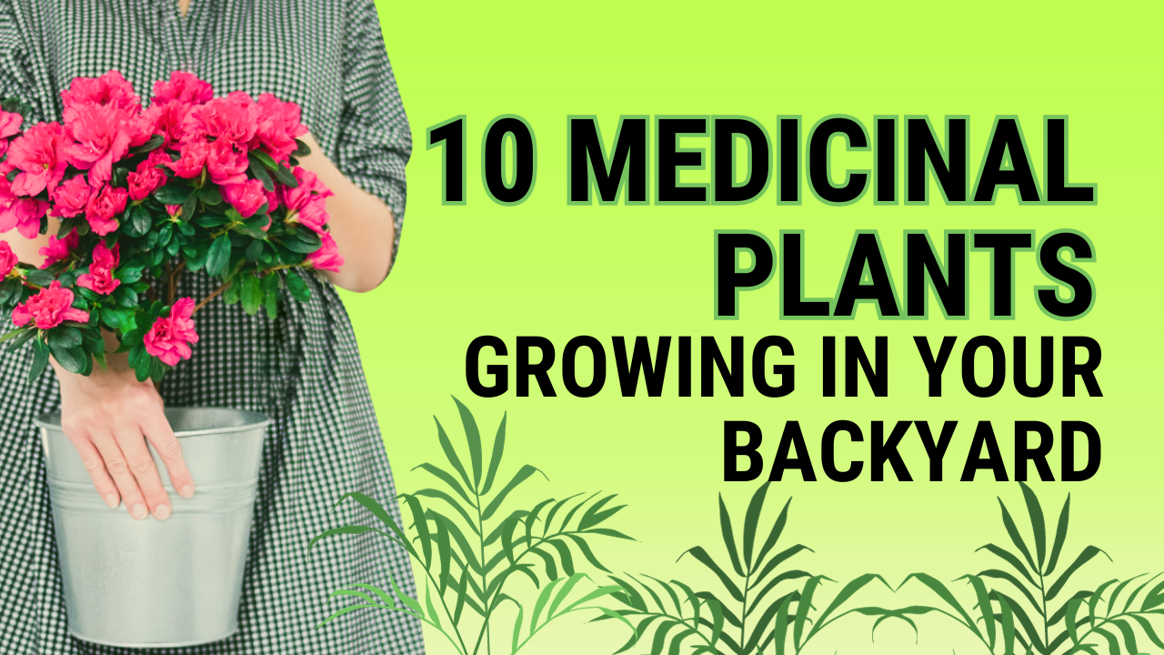 10 Medicinal Plants